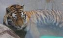 Tiger takes a bath at Denver Zoo, CO